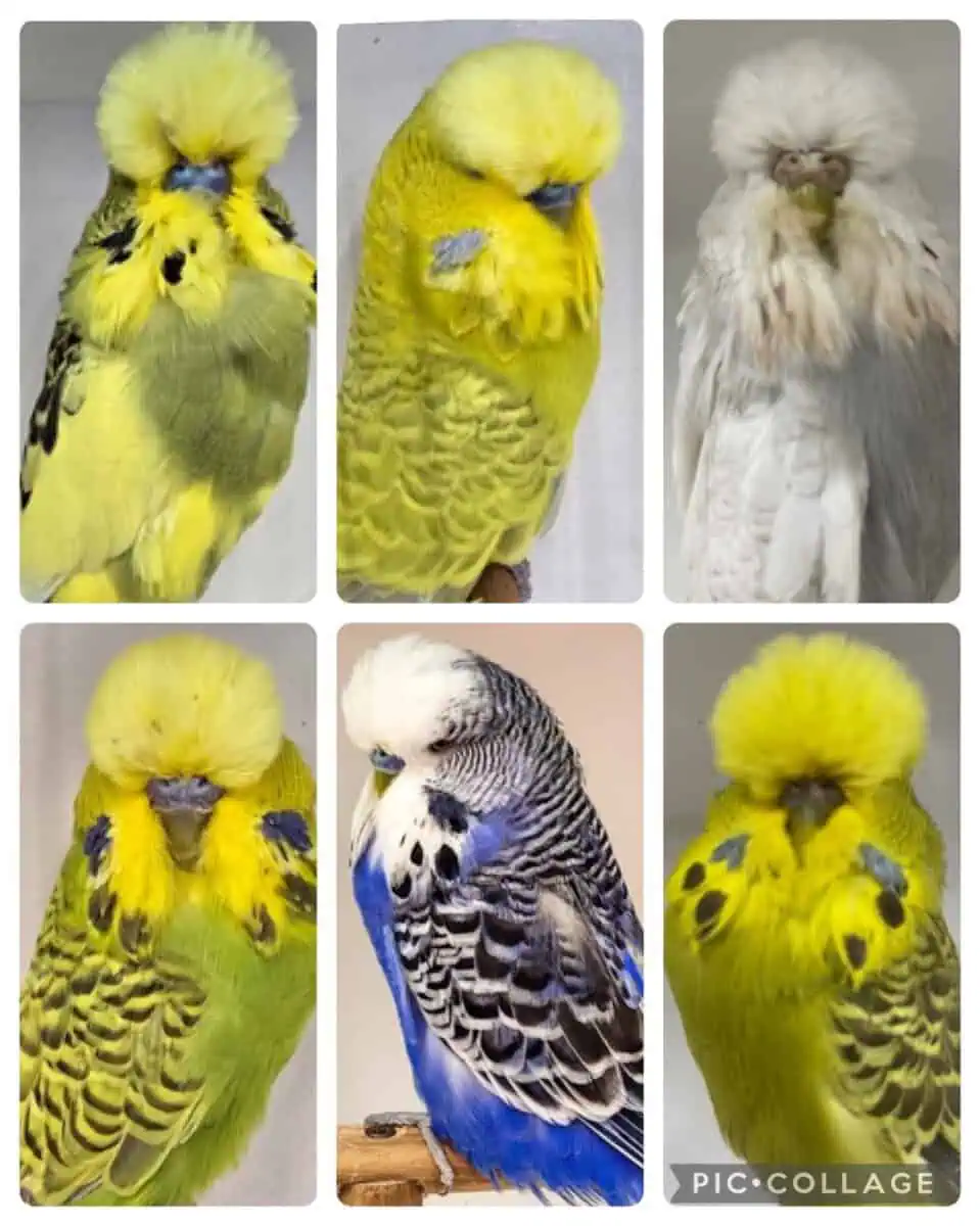 Discovering The Best Budgie Breeders In South Australia - Grant Star