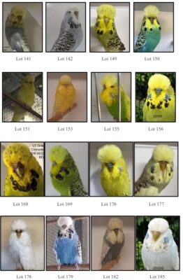 Moreton Bay Budgerigar Auction 2024