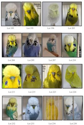 Moreton Bay Budgerigar Auction 2024