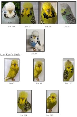 Moreton Bay Budgerigar Auction 2024