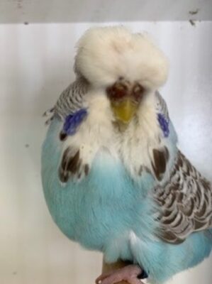 MBC Budgie Auction 2024 