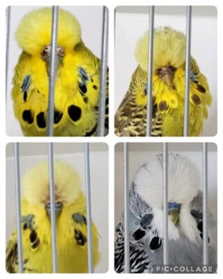 Matt Troy Budgie Auction, Matthew Troy Budgerigar Auction 10 