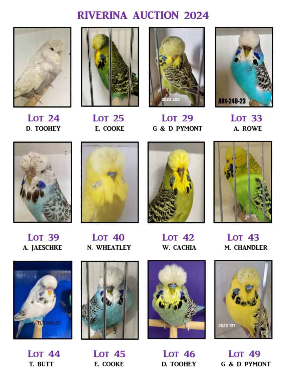 Riverina Budgerigar Auction 2024 | Budgerigar Council of SA