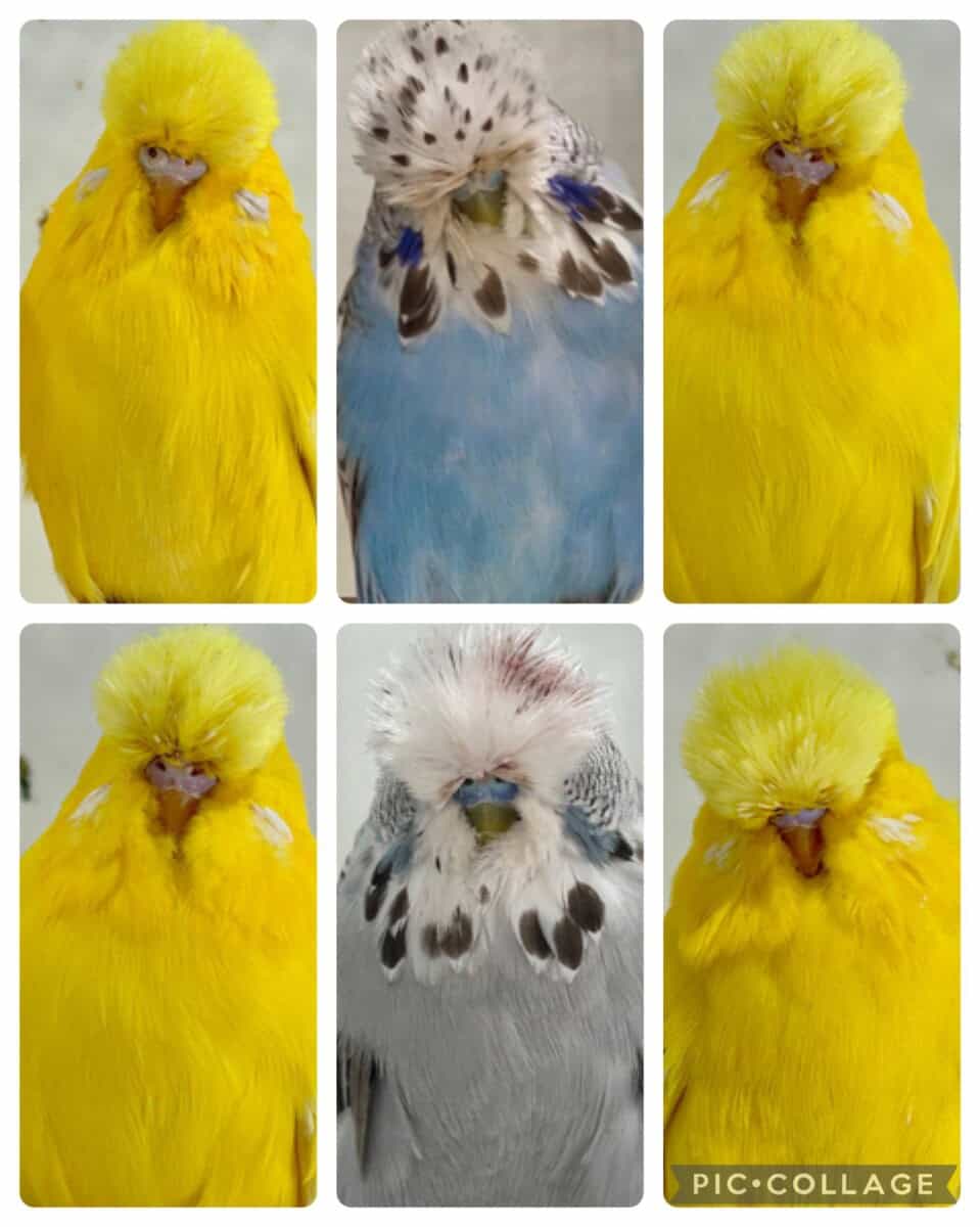 Finding Your Perfect Budgie: A Guide To Budgies For Sale In South ...