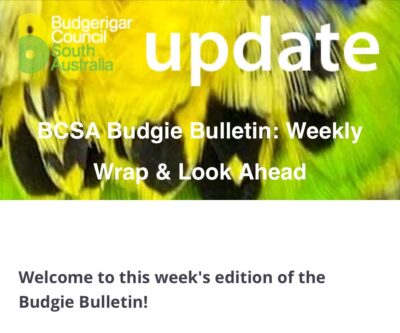 Budgie Bulletin