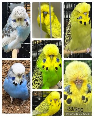 BSSA Budgerigar Auction 18 for 2024