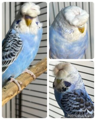 BSSA Pet Bird Auction 3