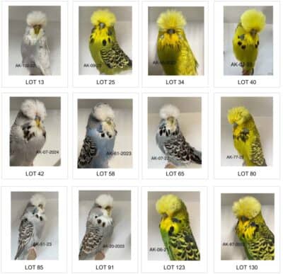 Newcastle Budgerigar Auction 2024