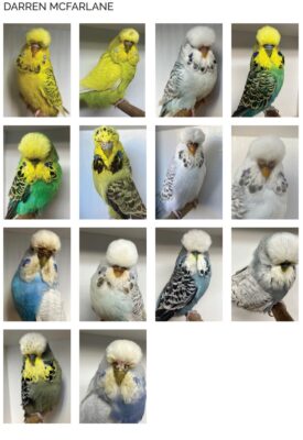 Bendigo Budgerigar Auction 2024