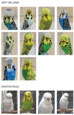 Bendigo Budgerigar Auction 2024