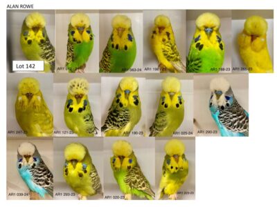 United Budgerigar Auction 2024