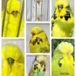 BSSA Auction 22 2024, Budgie Auction