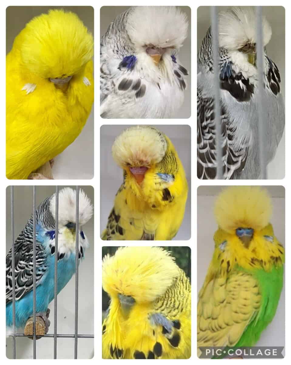 BSSA Auction 19 2024, BSSA Budgie Auction, BSSA Budgerigar Auction