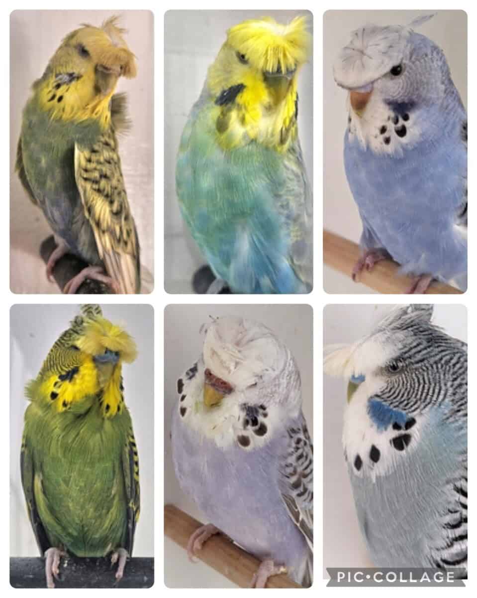 BSSA Pet Bird Auction 5
