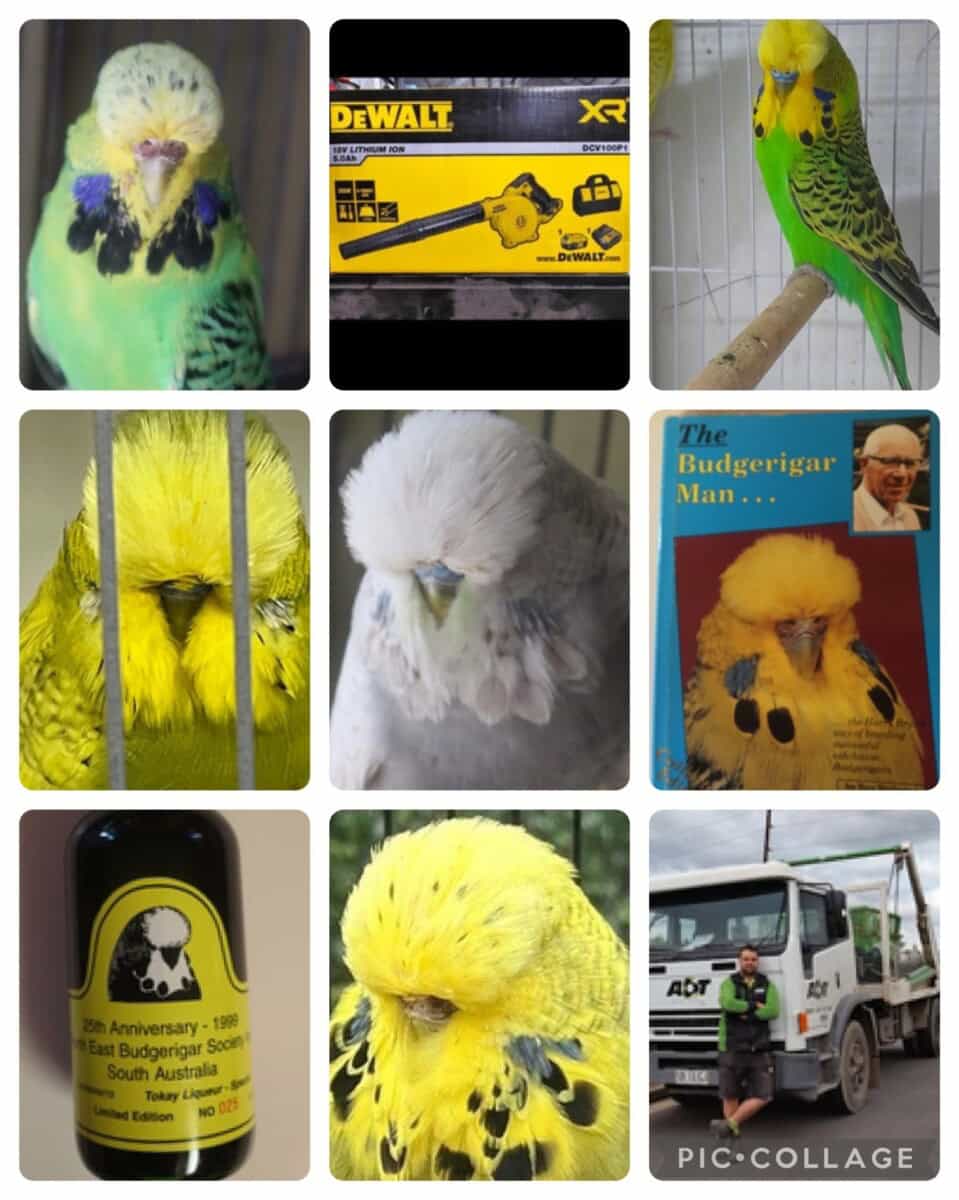 NEBS August 11 2024 Budgerigar Auction, North East Budgerigar Society Auction