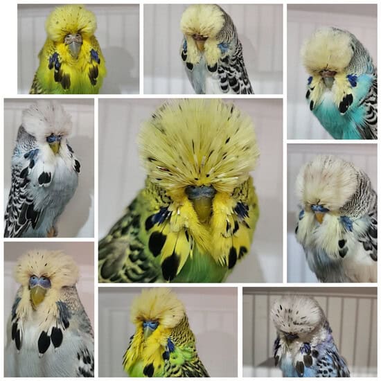 Russell Woods Budgerigar Auction 1 for 2024