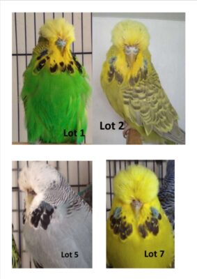 BS1 Dispersal Sale, Bruce Sheppard Budgerigars, Bruce Sheppard Sell Out