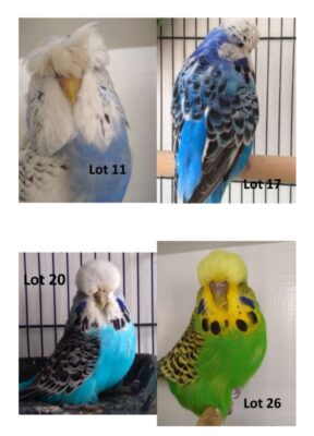 BS1 Dispersal Sale, Bruce Sheppard Budgerigars, Bruce Sheppard Sell Out