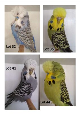 BS1 Dispersal Sale, Bruce Sheppard Budgerigars, Bruce Sheppard Sell Out