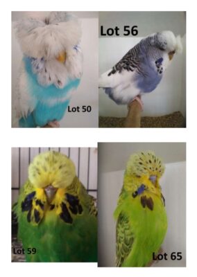 BS1 Dispersal Sale, Bruce Sheppard Budgerigars, Bruce Sheppard Sell Out