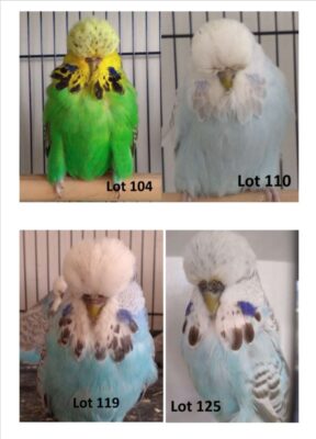 BS1 Dispersal Sale, Bruce Sheppard Budgerigars, Bruce Sheppard Sell Out