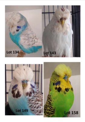 BS1 Dispersal Sale, Bruce Sheppard Budgerigars, Bruce Sheppard Sell Out