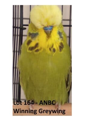 BS1 Dispersal Sale, Bruce Sheppard Budgerigars, Bruce Sheppard Sell Out