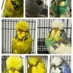 Jack Brink Budgies, Jack Brink Sell Out 2, B11 Sell Out 2