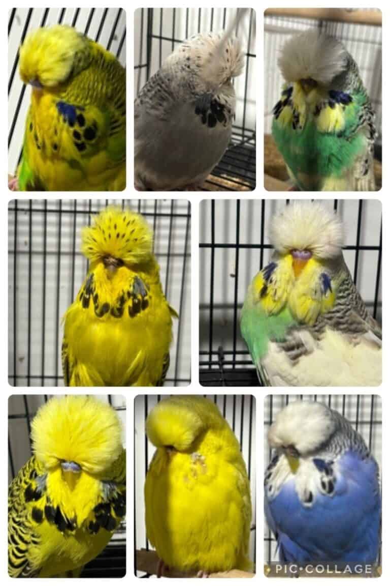 Jack Brink Budgies, Jack Brink Sell Out 2, B11 Sell Out 2