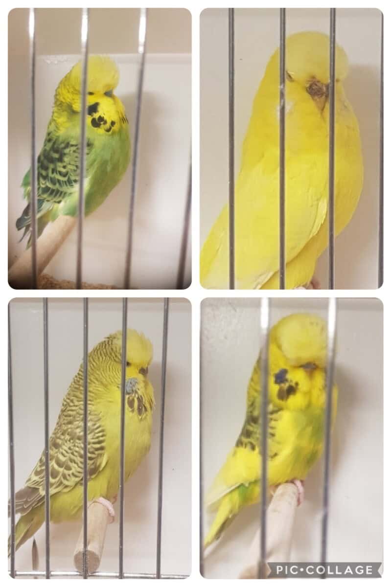 Chris Slaughter Budgerigars, S7 Budgerigars