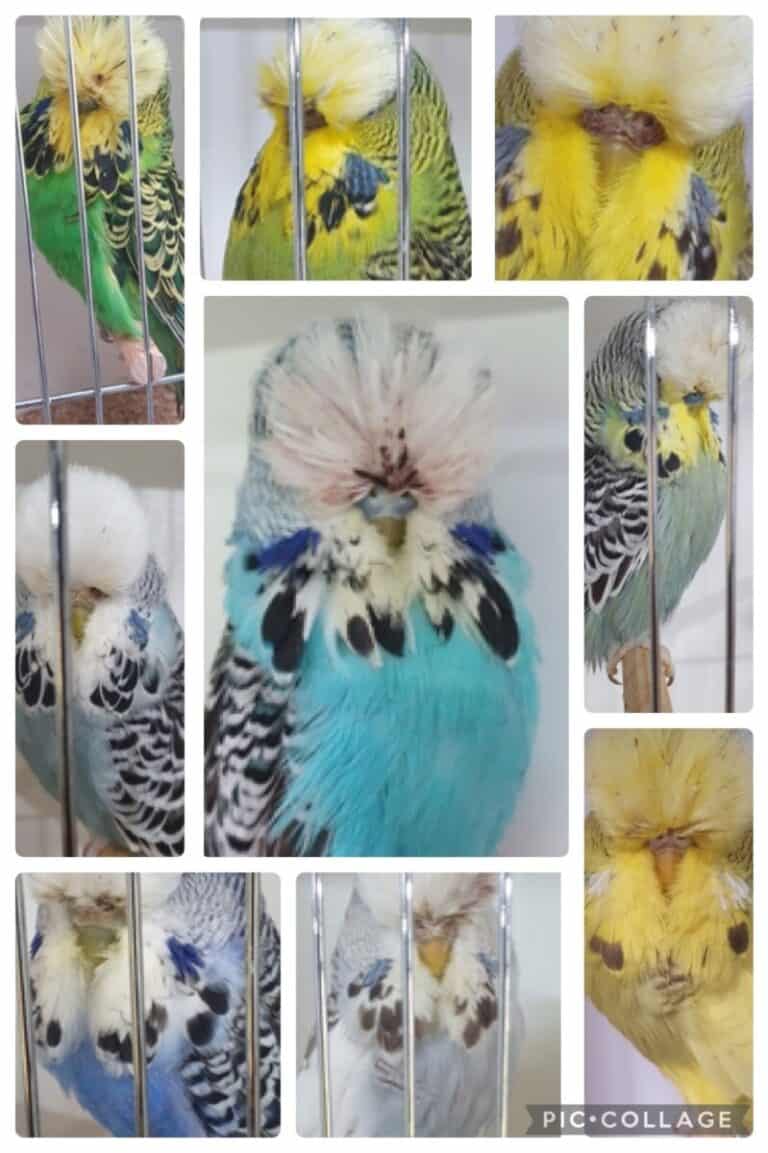 Clay Borg & Skivington Budgerigar Auction