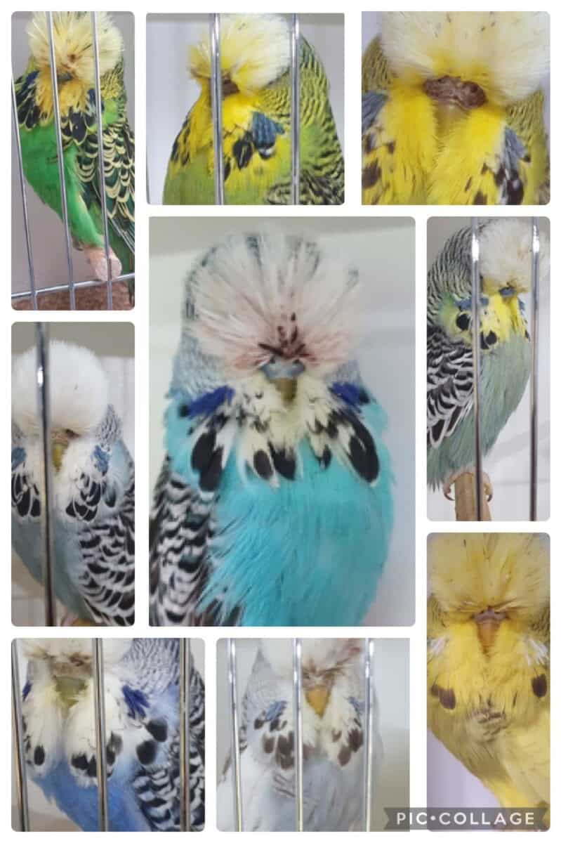 Clay Borg & Skivington Budgerigar Auction