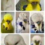 Clyde Budgerigar Society, Clyde Auction 2 for 2024