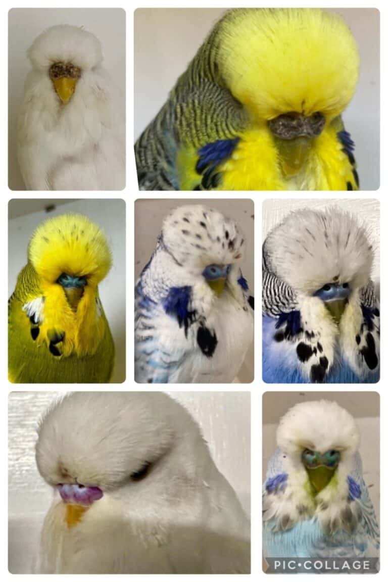 Clyde Budgerigar Society, Clyde Auction 2 for 2024