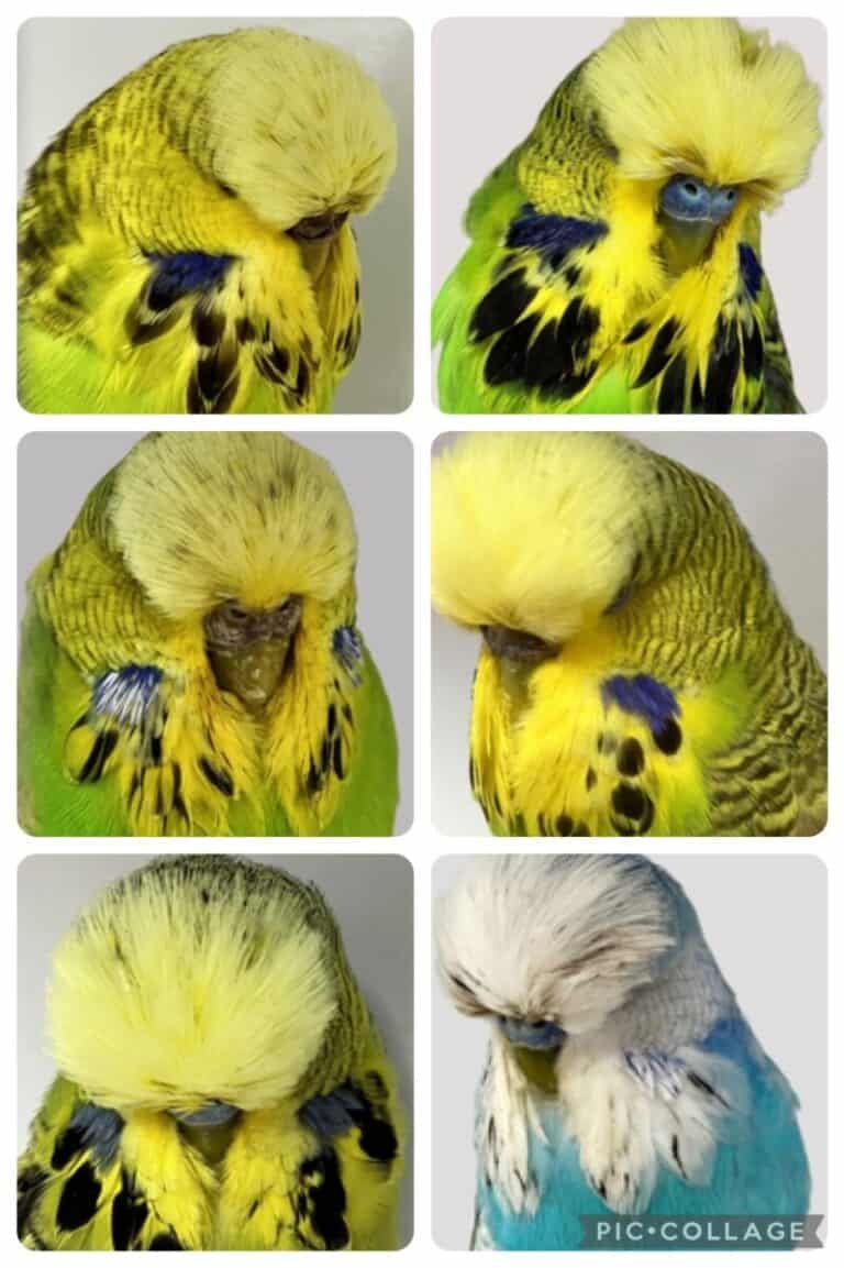 Denis Tipping Budgies