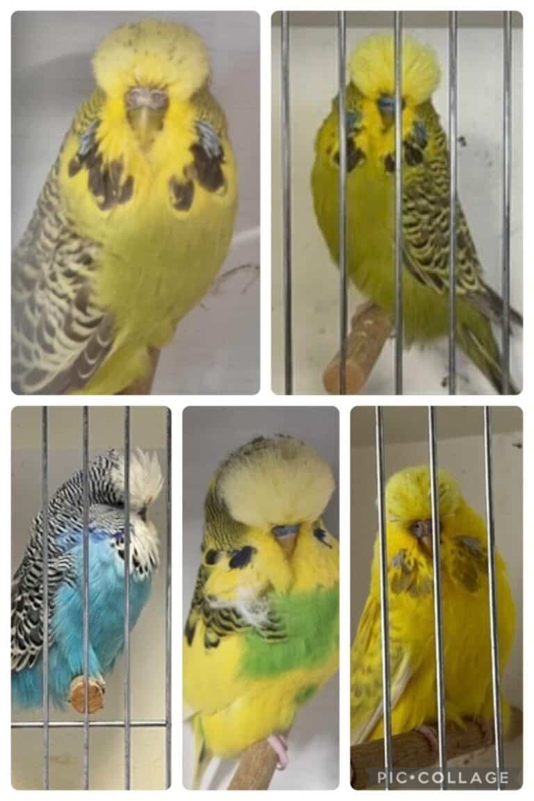 Mid State Budgerigar Fundraiser