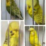 Border Districts Budgerigar Auction