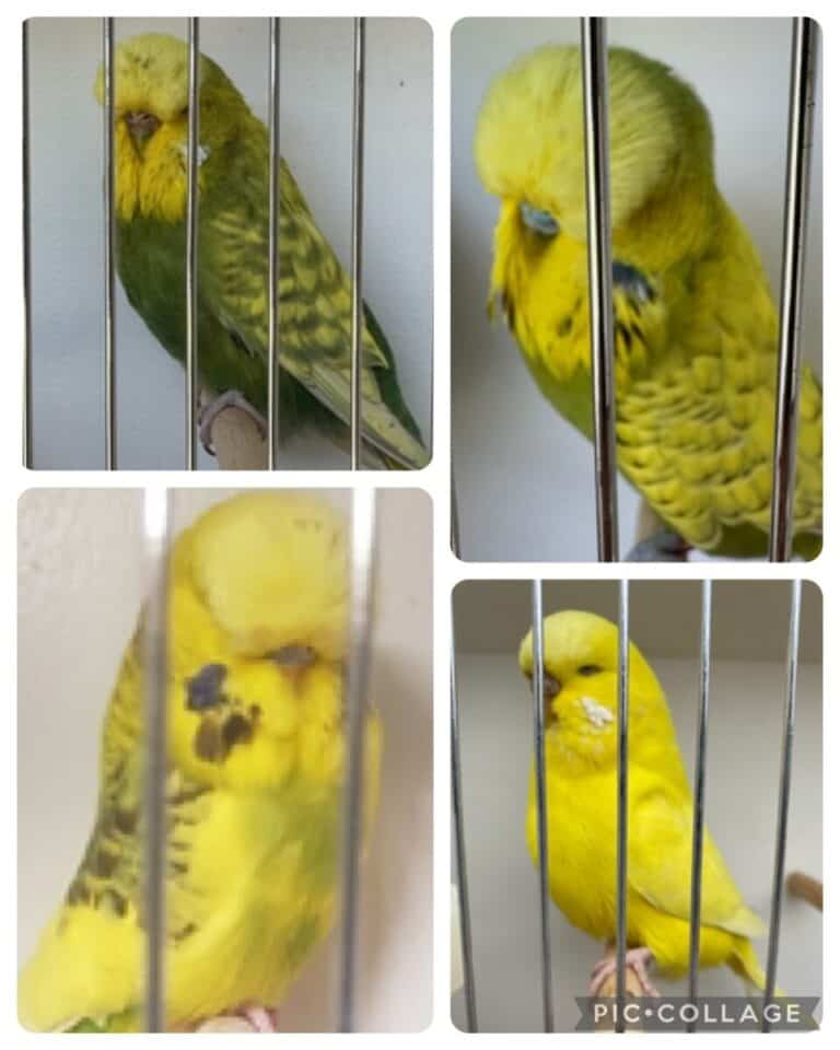 Border Districts Budgerigar Auction