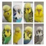 J & M Fielding Budgerigar Auction