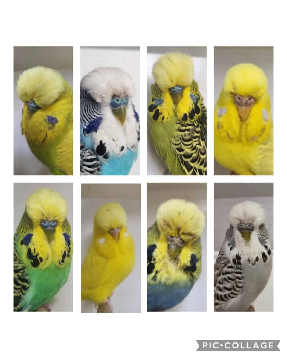 J & M Fielding Budgerigar Auction