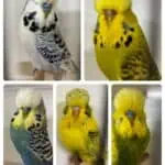 Roger Watson Budgie Auction 2024