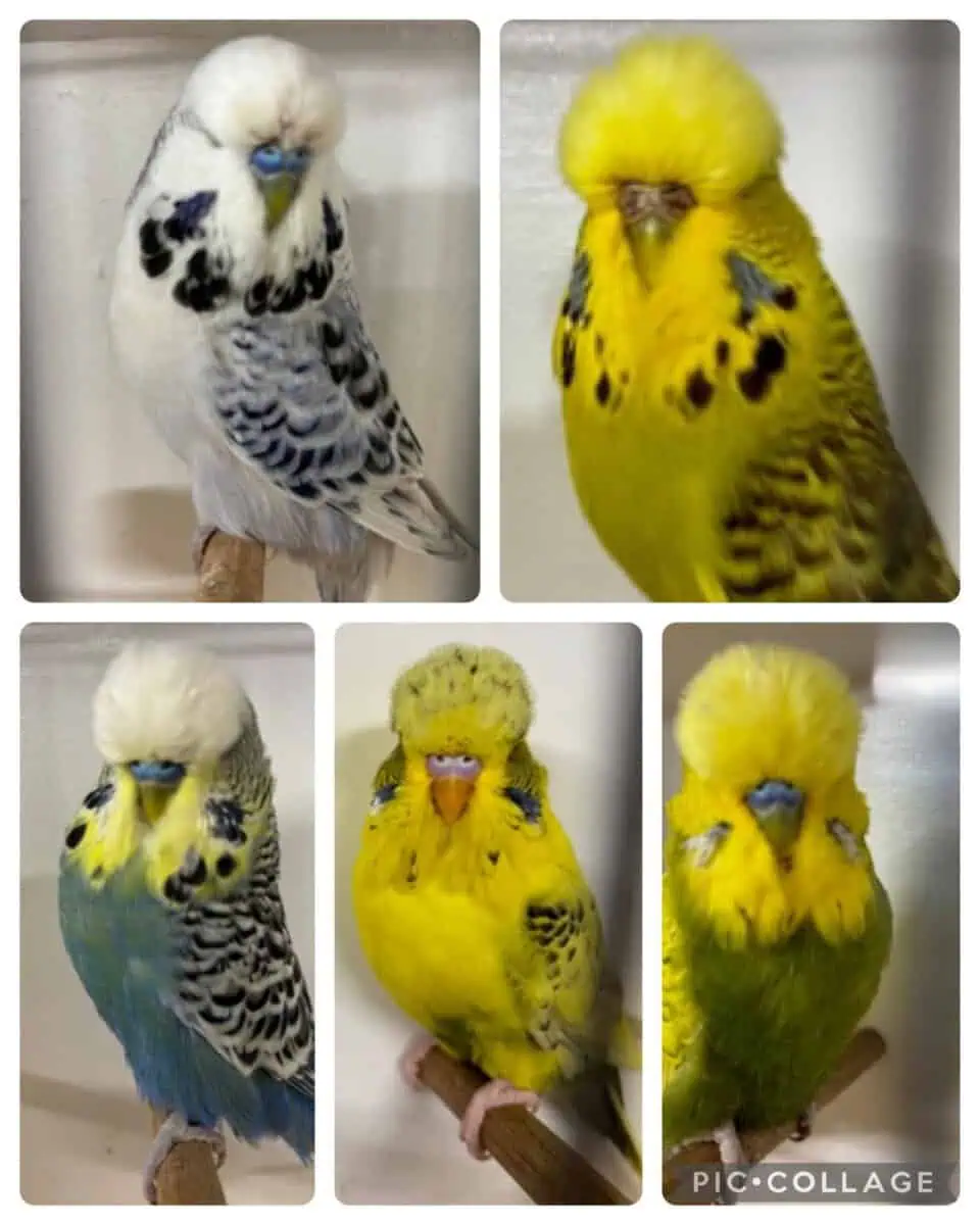 Roger Watson Budgie Auction 2024