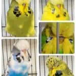 Wynnum Redlands Budgie Auction 1 2024