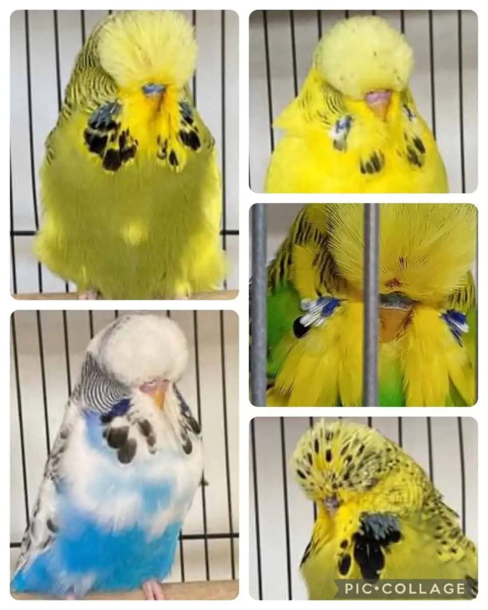 Wynnum Redlands Budgie Auction 1 2024