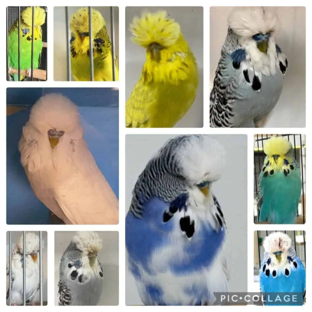 Hunter Valley Budgerigar Society, Hunter Valley Auction 12 2024