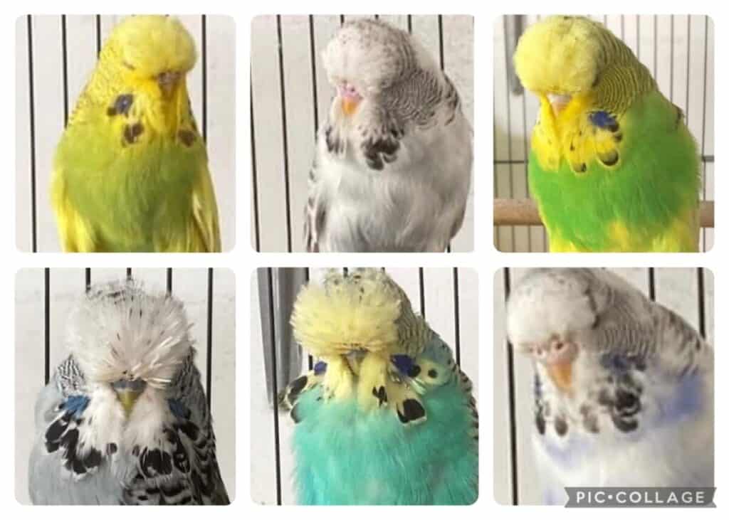 Mal Lawn Budgerigars, Mal Lawn Budgerigar Auction