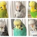 Mal Lawn Budgerigars, Mal Lawn Budgerigar Auction