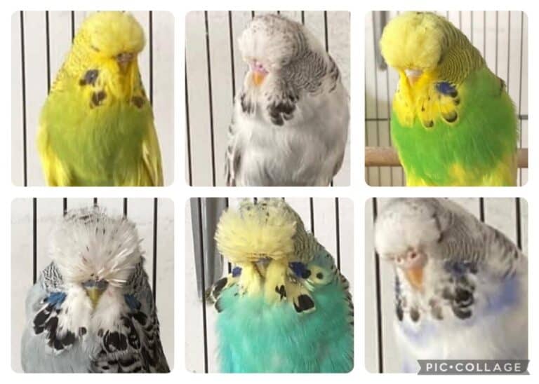 Mal Lawn Budgerigars, Mal Lawn Budgerigar Auction