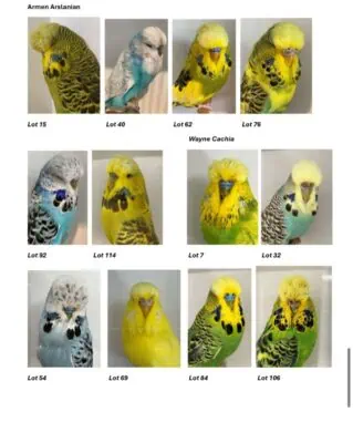 South West Budgerigar Auction 2025