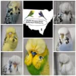 SWNSW Budgerigar Society Auction 1 2025